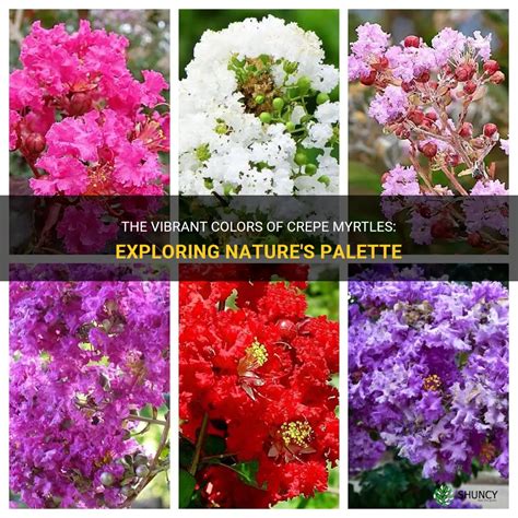 From bud to bloom: a visual journey through the magical life cycle of a crepe myrtle